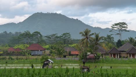 rural indonesian landscape with rice paddies and mountain view