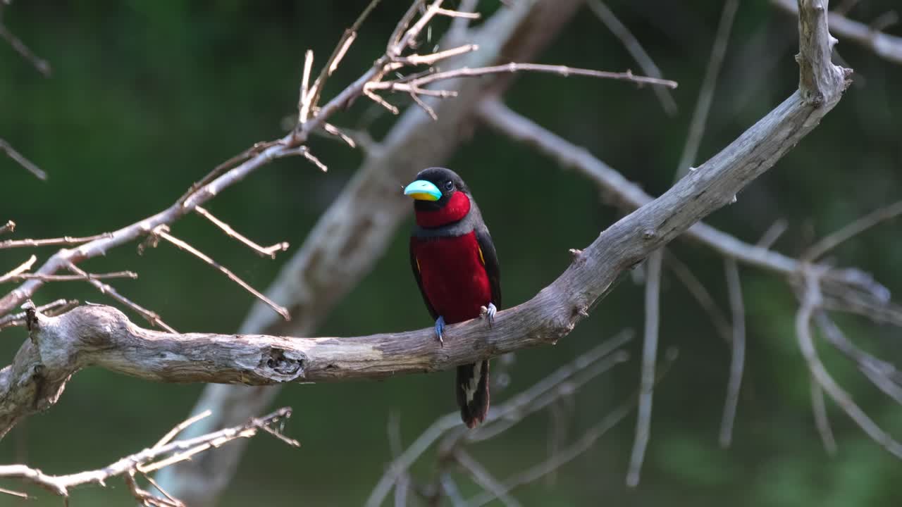 mirando hacia el frente mientras mira alrededor mientras está posado en una rama durante la tarde, pico ancho negro y rojo, cymbirhynchus macrorhynchos, parque nacional kaeng krachan, tailandia