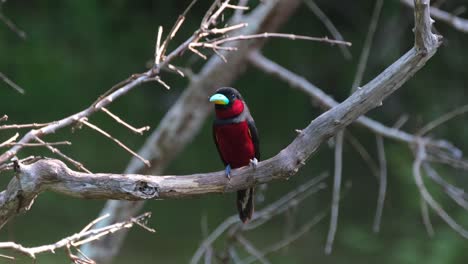 Mirando-Hacia-El-Frente-Mientras-Mira-A-Su-Alrededor-Mientras-Está-Posado-En-Una-Rama-Durante-La-Tarde,-Pico-Ancho-Negro-Y-Rojo,-Cymbirhynchus-Macrorhynchos,-Parque-Nacional-Kaeng-Krachan,-Tailandia