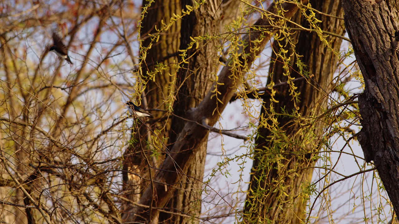 In hyper-slow motion, a purple martin dances midair with precision and grace.