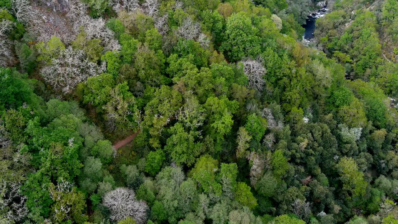 vuelo aéreo sobre las copas de los árboles del bosque cerca de las cascadas de fervenza do toxa