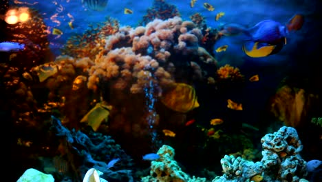 exotic fishes in an aquarium