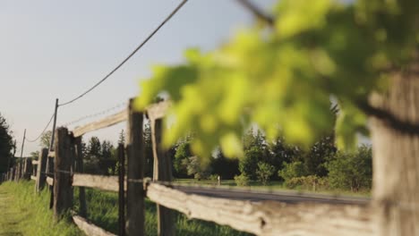 A-rack-focus-from-leaves-to-a-wooden-fence-with-wire-around-it