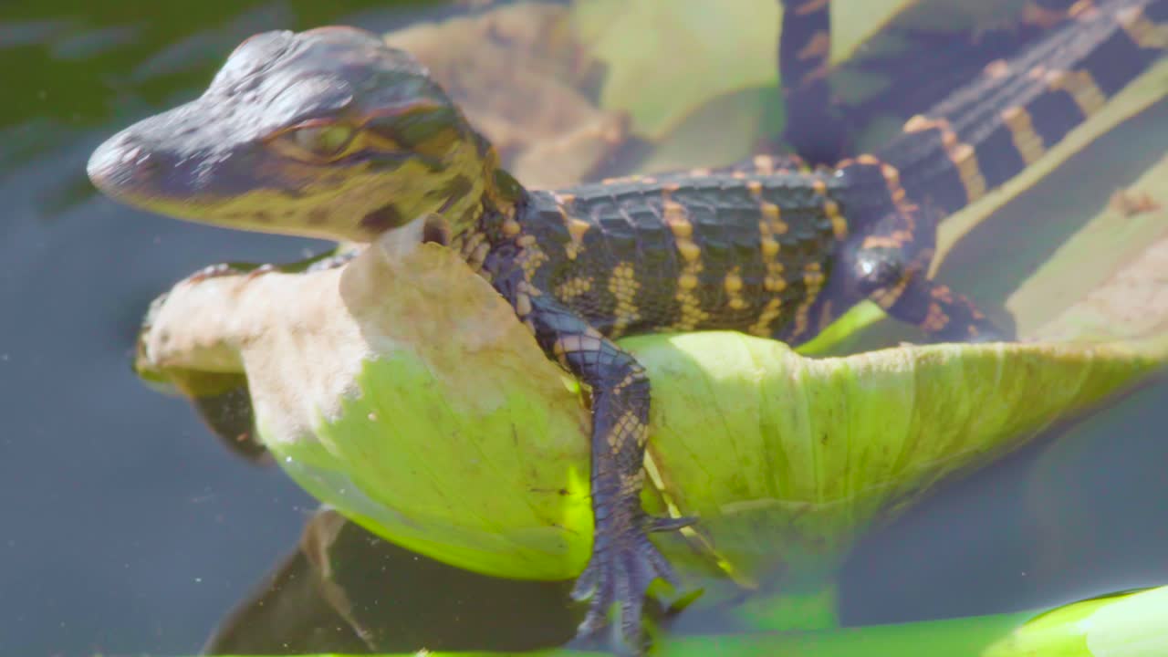детеныш аллигатора передвигается по кувшинке