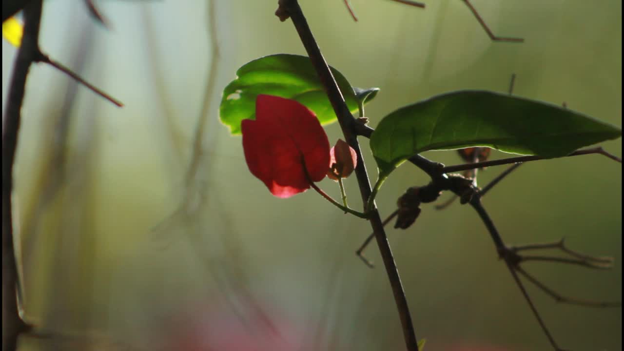 flor de buganvilla a la luz del sol