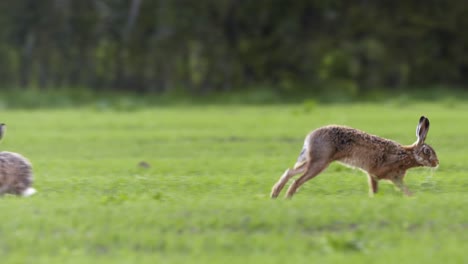 zwei hasen grasen auf der wiese