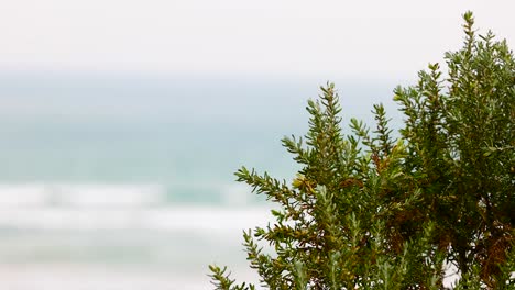 green coastal shrubbery with gentle ocean waves in the background under soft daylight at ocean grove, victoria