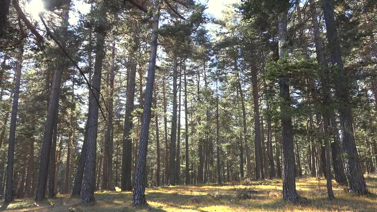 Luce solare che filtra attraverso alti pini in una foresta