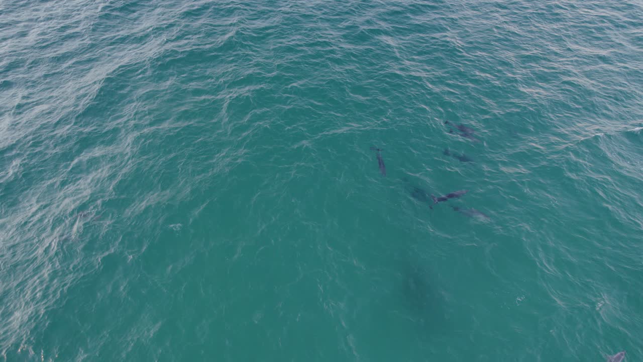 청록색 바다에서 일반적인 병코 돌고래 포드