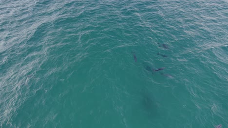 common bottlenose dolphin pod in turquoise blue sea