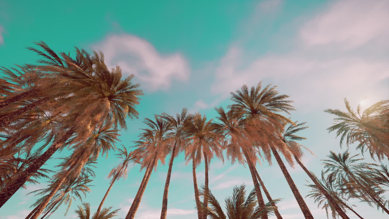 Palm Trees Against a Colorful Sky