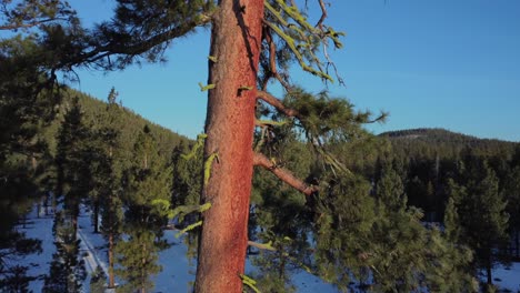 climbing up ponderosa pine tree to reveal cascade mountains in background - mount bachelor