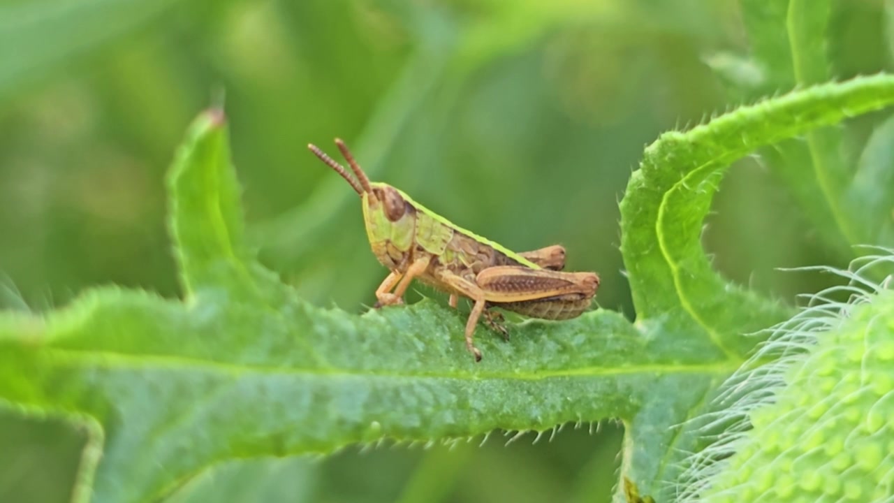 Saltamontes juvenil se mueve ligeramente en macro extremo sobre una hoja verde aserrada