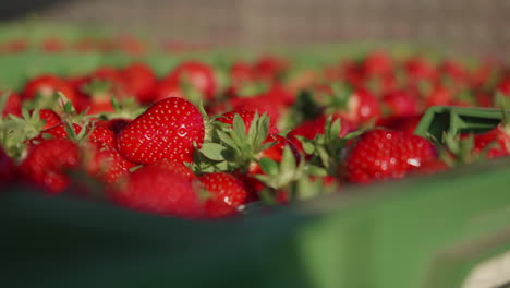 strawberries lying in a crate in the morning during sunshine, close-up handheld gimbal