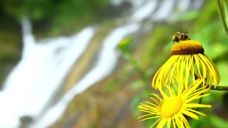 close-up bee sits on beautiful yellow sun flower to pick nectar to make natural healthy organic high quality honey in graduated focus change from close-up to waterfall landscape in a deep green forest