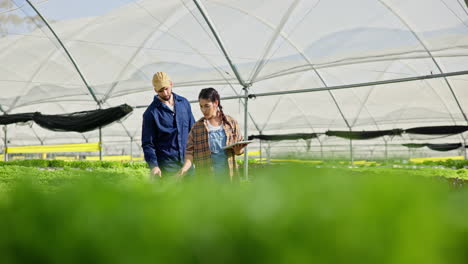 farmers inspecting crops in greenhouse