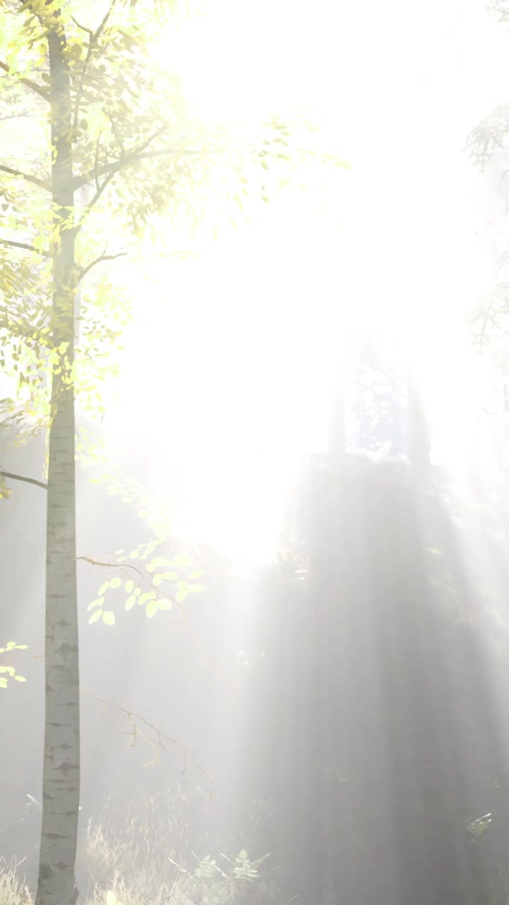 Sanftes Sonnenlicht filtert durch leuchtende Waldbäume in einer ruhigen Landschaft