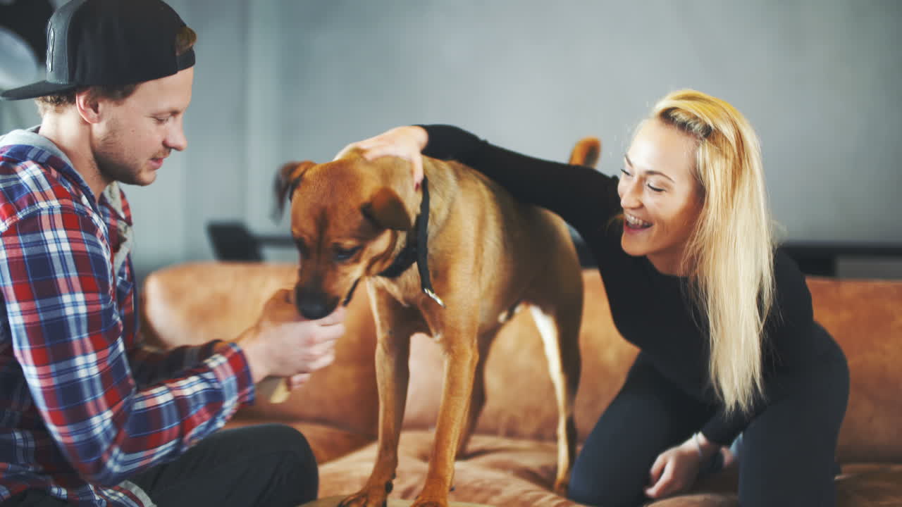 hombre divirtiéndose con el perro en el fondo de estilo de vida de casa 1