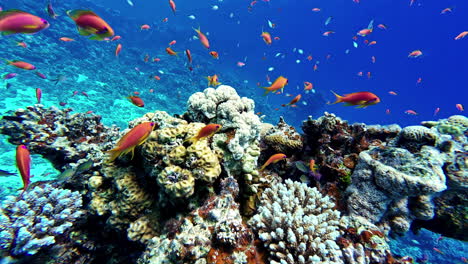 underwater aqua world, coral reef and fishes in red sea, egypt, dahab