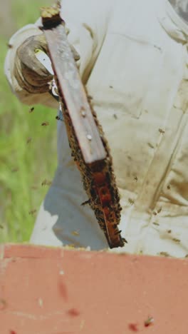 beekeeper tending to a beehive, extracting a frame full of bees and honeycomb