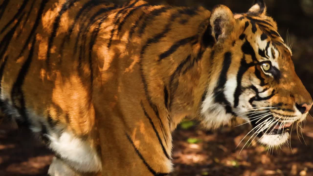 호랑이 가 숲 을 가로질러 산책 하고 있다