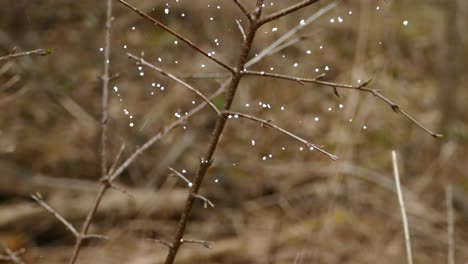 Nahaufnahme-Eines-Spinnennetzes-In-Der-Wildnis-Mit-Bokeh-Des-Walddschungels-Im-Hintergrund