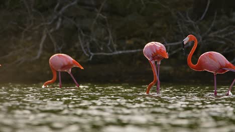 Golden-hour-light-glistens-on-water-as-flamingo-walks-past-mangroves,-water-drips-down-beautifully