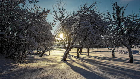 se ven múltiples árboles cubiertos de nieve en un lapso de tiempo con terreno cubierto de nieve, nubes en movimiento y el sol naciente en el fondo