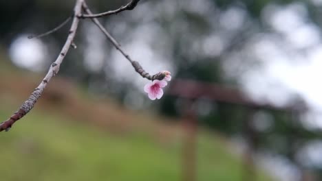view of a small pink flower in the nature.