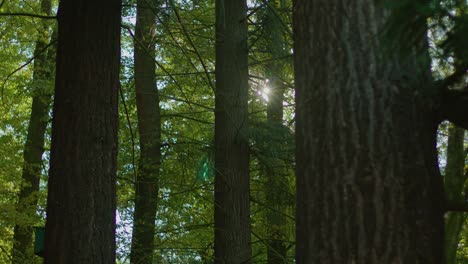 pine tree forest at autumn with sun flares slow motion