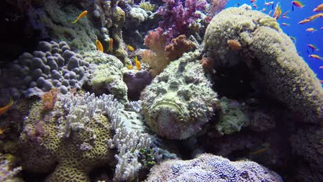 peces de piedra reales de cerca, acostados en el colorido arrecife de coral en el mar rojo