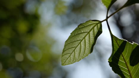sunlight filtering through green forest canopy