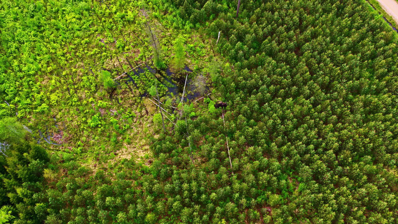 Aerial view of regrowing forest section surrounded by dense trees