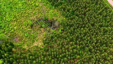aerial view of regrowing forest section surrounded by dense trees