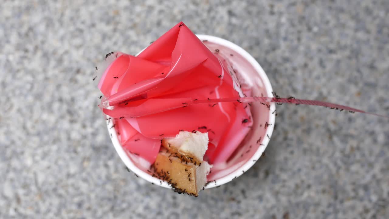 컵 속 의 쓰레기 에 있는 개미 들