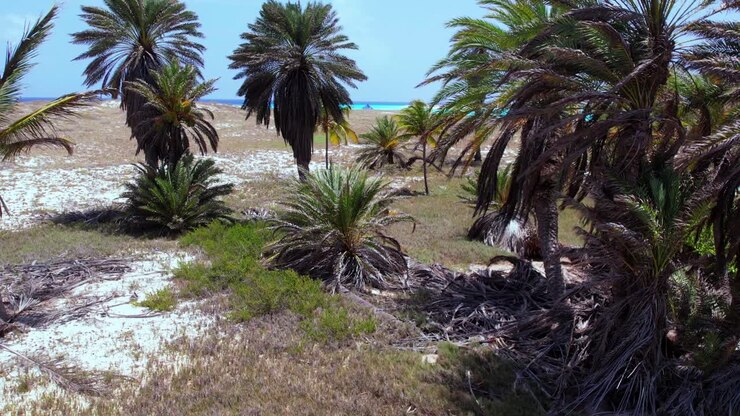 volo aereo a bassa quota sopra vegetazione costiera intatta e sterpaglia secca che conducono all'orizzonte