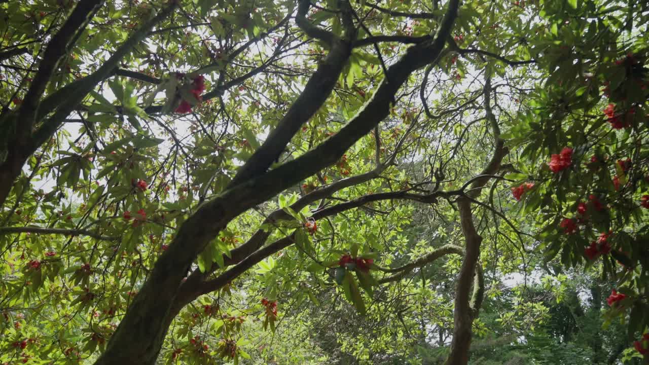 gimbal disparó moviéndose debajo de un árbol con bayas rojas en cámara lenta