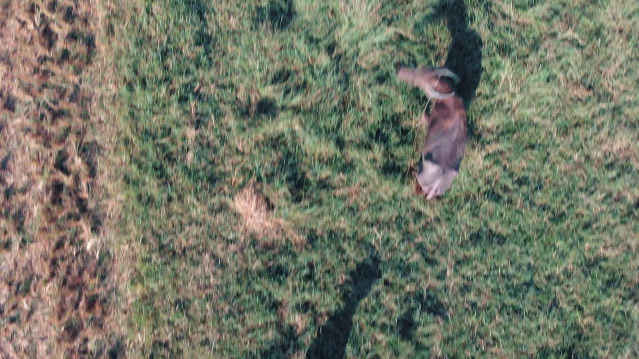 놀라운 드론은 들판을 걷고 있는 황소와 소의 총을 클로즈업하고, 위에서 본 고아 리조트, 인도