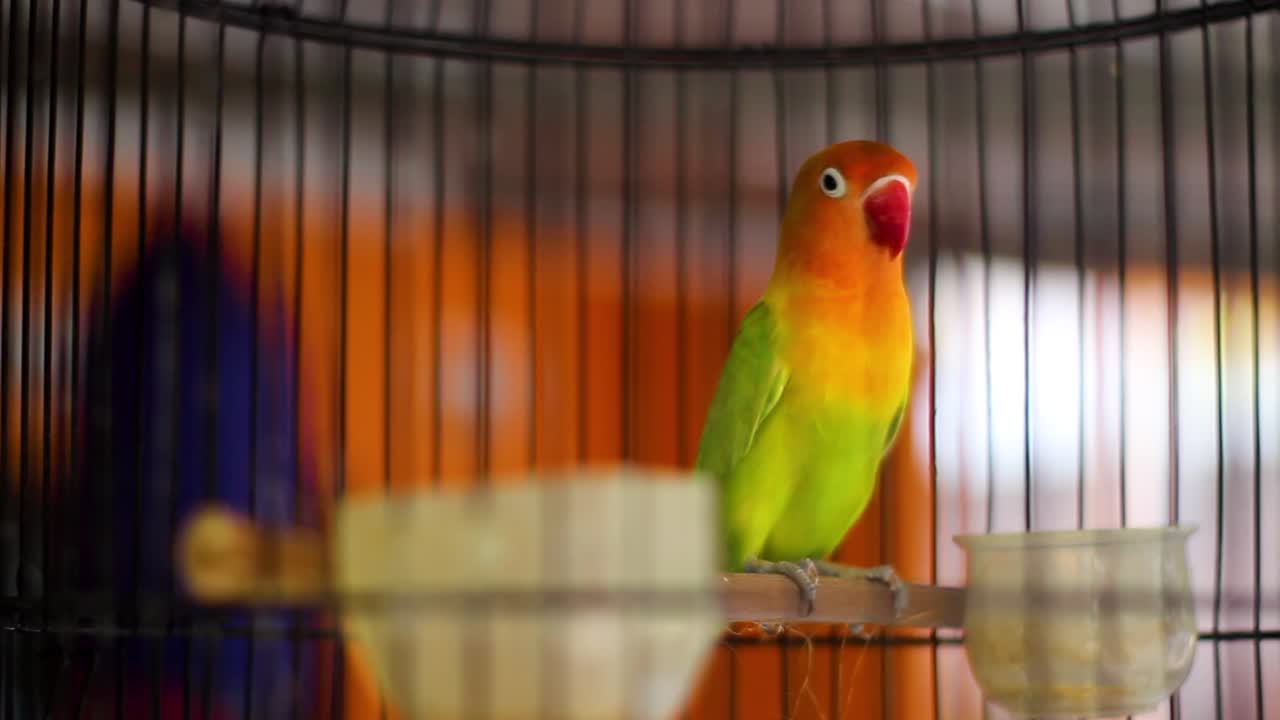 Nyasa Lovebird or Lilian's Lovebird, Agapornis lilianae, green exotic bird sitting on a branch in a cage, Cirebon, Indonesia