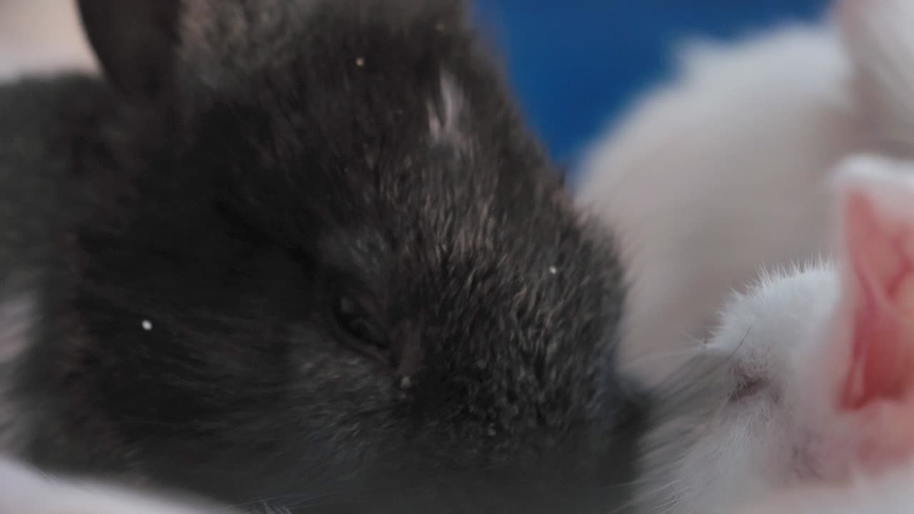 Close-up of a cute black bunny