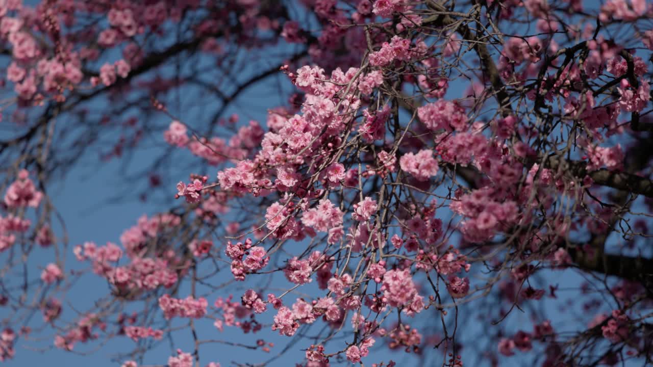 Splendida vista di rami di alberi pieni di vivaci fiori di pruno in piena fioritura