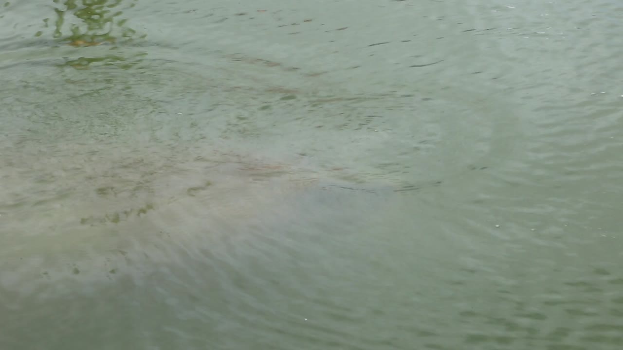 manatí en los everglades