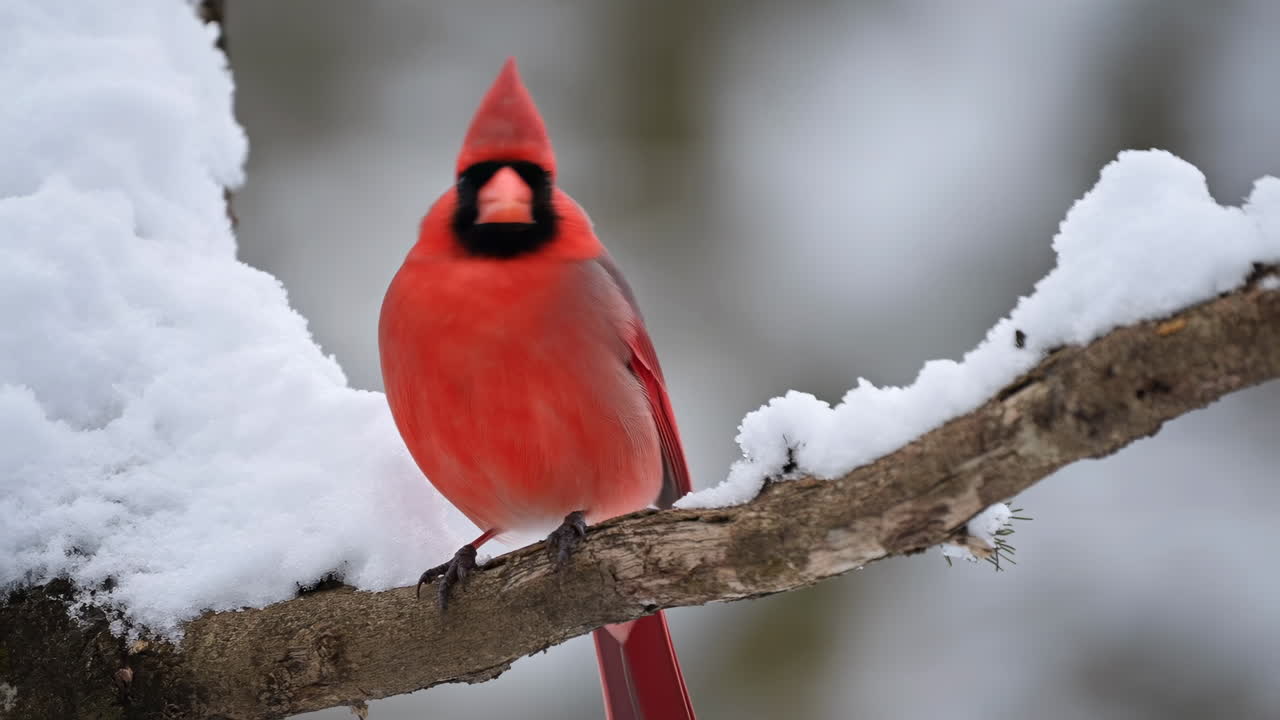 Bright Red Cardinal Perched On Snowy Branch, Male Northern Cardinal Surveying Quiet Winter Forest With Vivid
