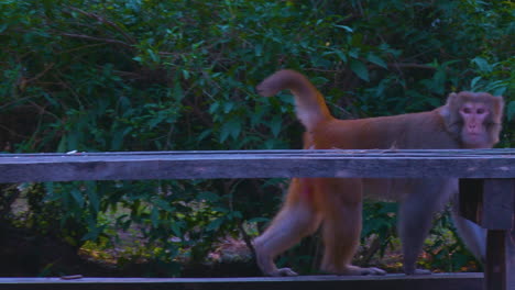 cámara enfocando a los monos en el parque sentados en el banco, mirando alrededor, árboles verdes en la parte de atrás