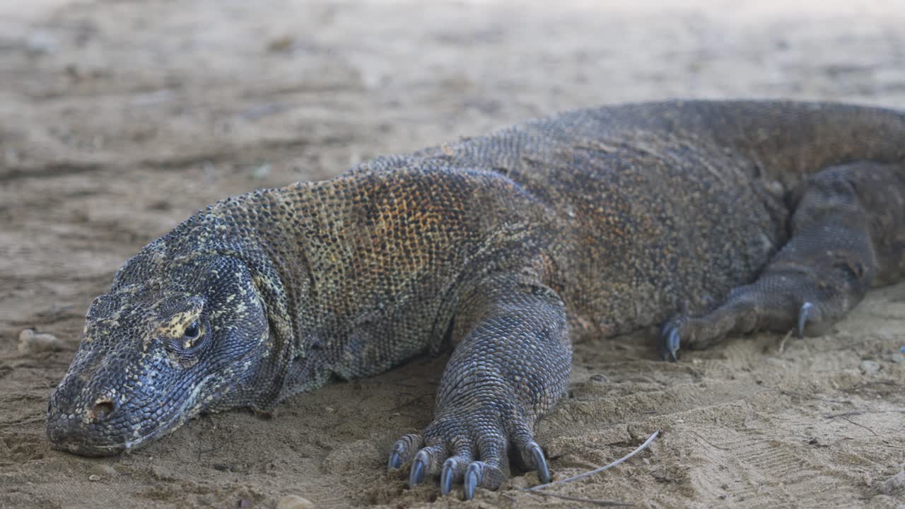 Nahaufnahme eines Komodowarans (Varanus komodoensis), der auf sandigem Gelände im Komodo-Nationalpark, Indonesien, ruht.