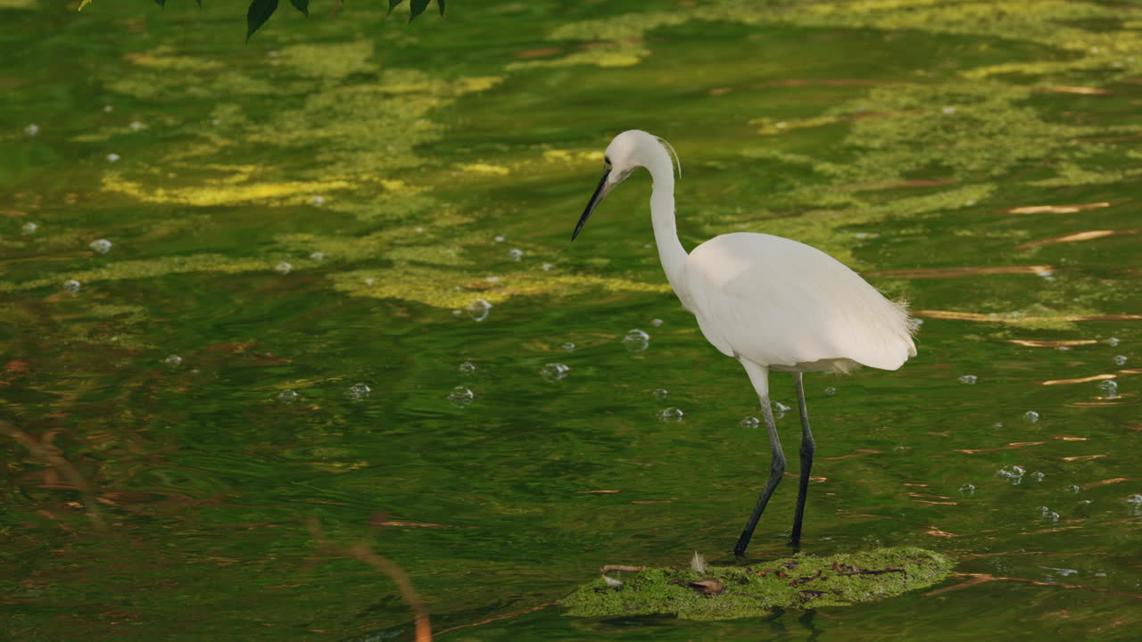 Egrets in their natural habitat