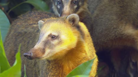 belle photo d'un groupe ou d'une bande de femelles et de jeunes coatis sous un buisson vert dans la forêt