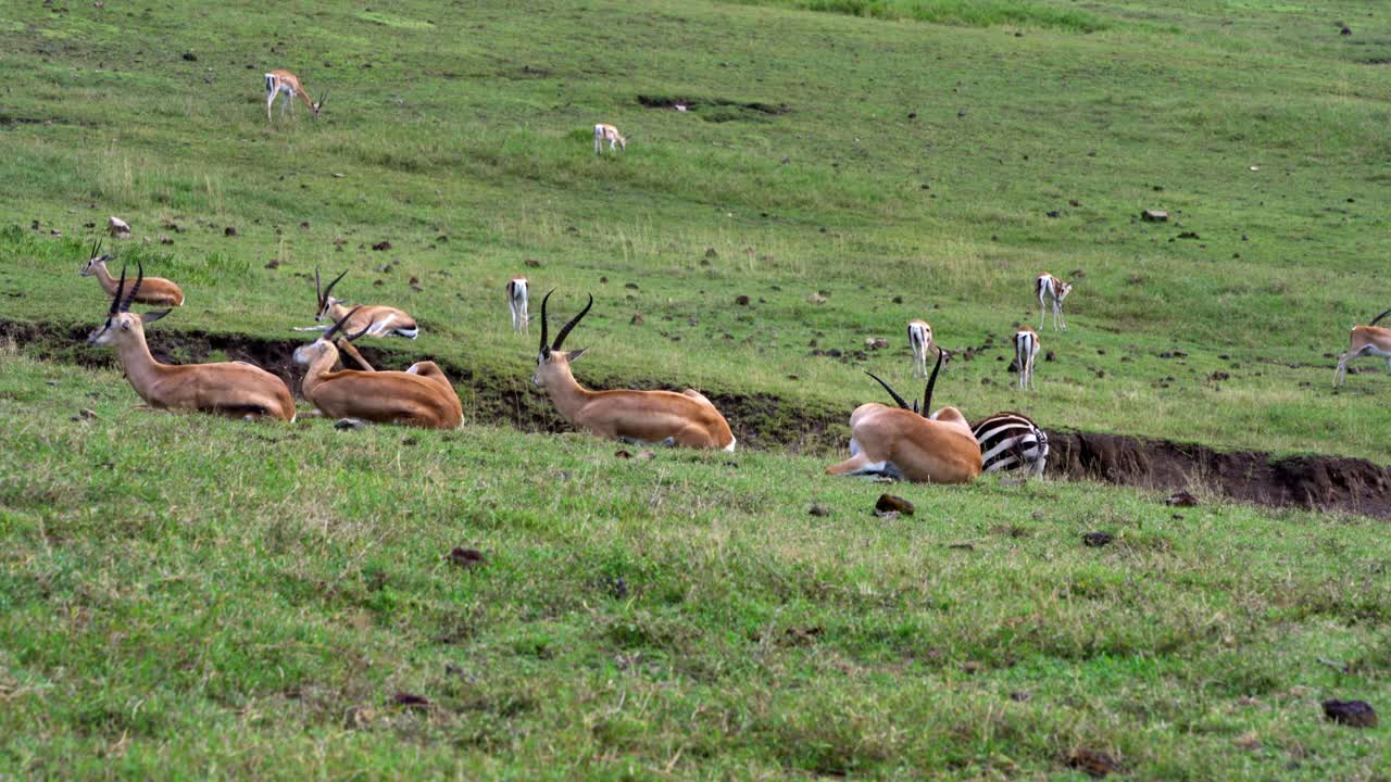 Herd of Grant's Gazelle resting and ruminating in the Serengeti.