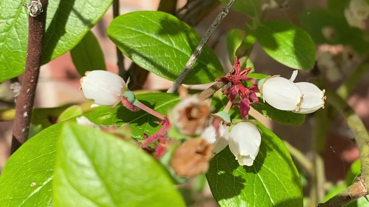 Blueberry plant white blossom turning into healthy blueberry fruit. Loved by wild birds as well as people