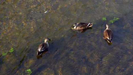 En-Muchos-Ríos-De-Tokio,-Japón,-Es-Muy-Común-Ver-Familias-De-Patos-Buscando-Comida-A-Veces-Solos-O-Con-Sus-Crías